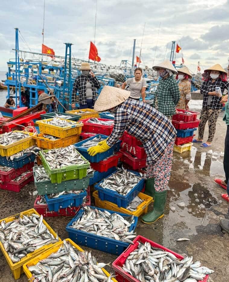 Những hải sản có mặt tại cảng cá Bình Châu